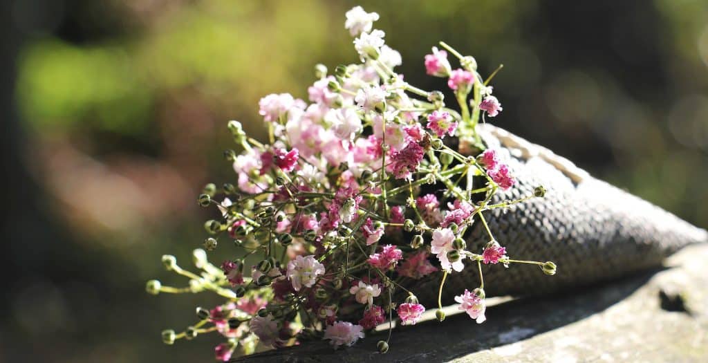 gypsophile